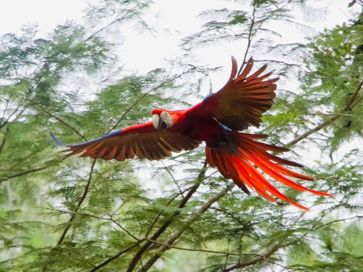 Del huevo al vuelo: el viaje de la guacamaya roja hacia la libertad