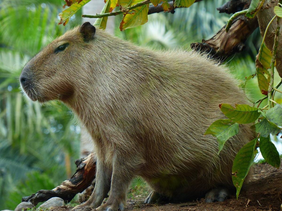 Honduras aboga por la protección del capibara