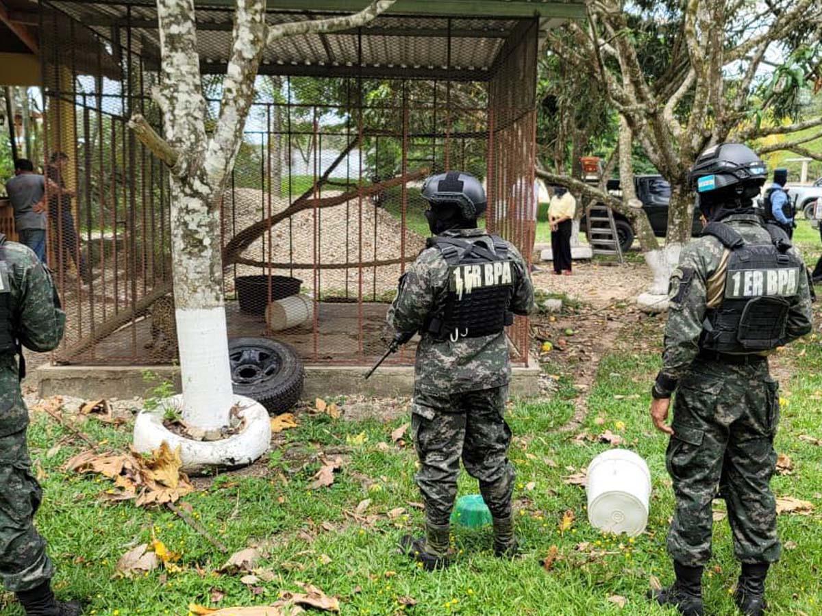 Un jaguar, un mono y una pitón tenía como mascotas hondureño detenido en Olancho
