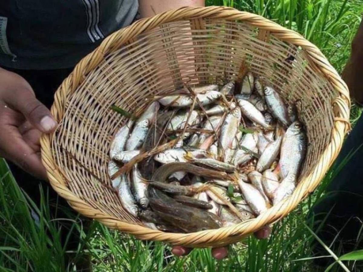 El video de la lluvia de peces en Honduras está generado con IA