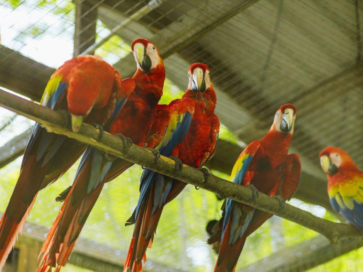 Guacamayas rojas volverán a conquistar el cielo de Copán Ruinas