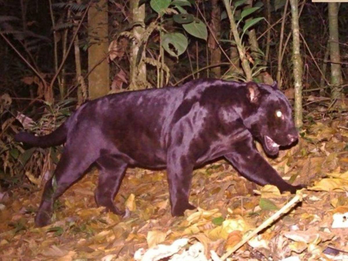 Los felinos y fauna silvestre más fotogénicos de Honduras