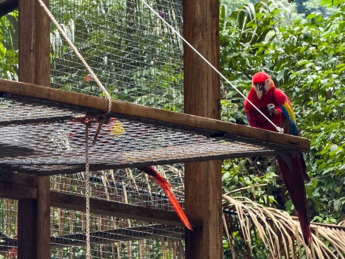 ¡Vuelen alto! Diez hermosas guacamayas vuelven a la vida silvestre en La Ceiba
