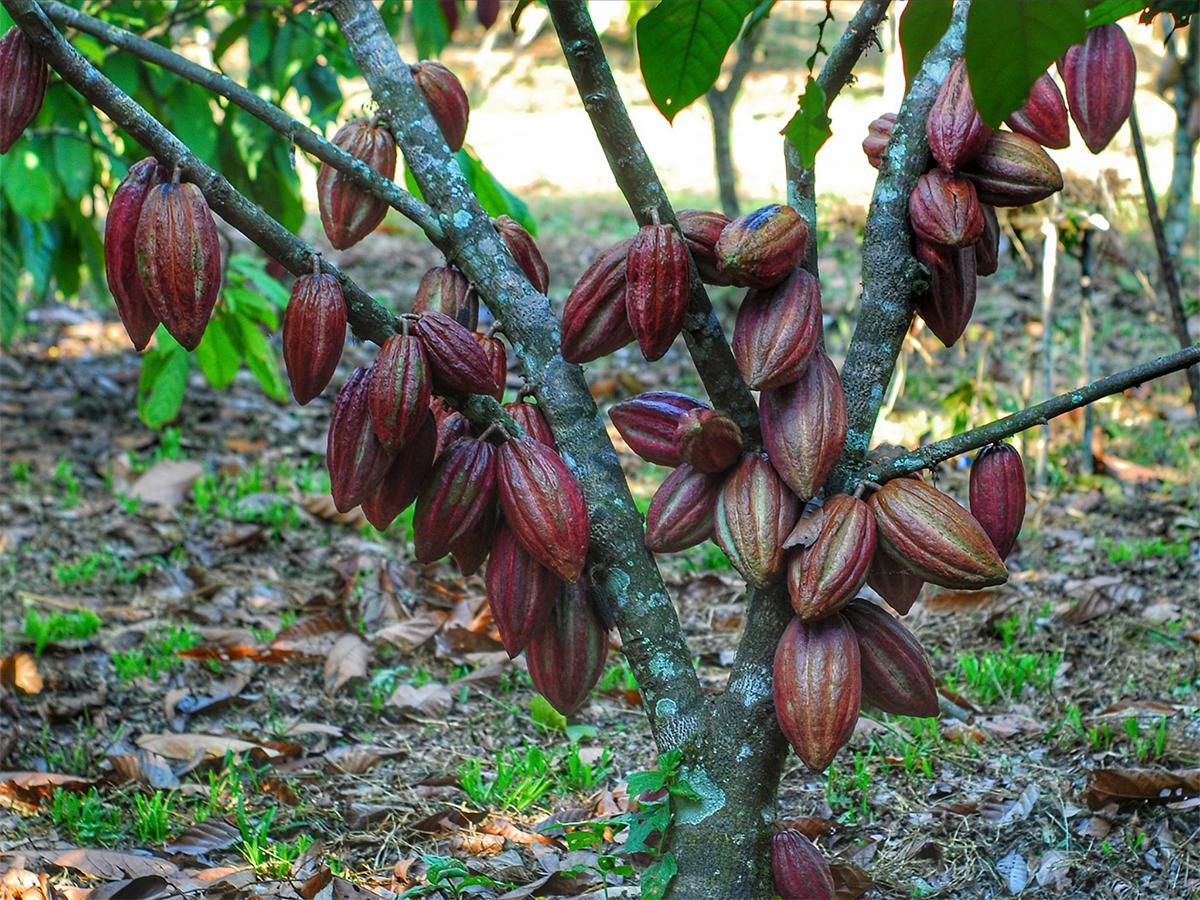 Una cosecha sostenible en Ecofinca Luna del Puente, descubre el proceso de recolección de granos de café y cacao en medio de un entorno natural único en Honduras.
