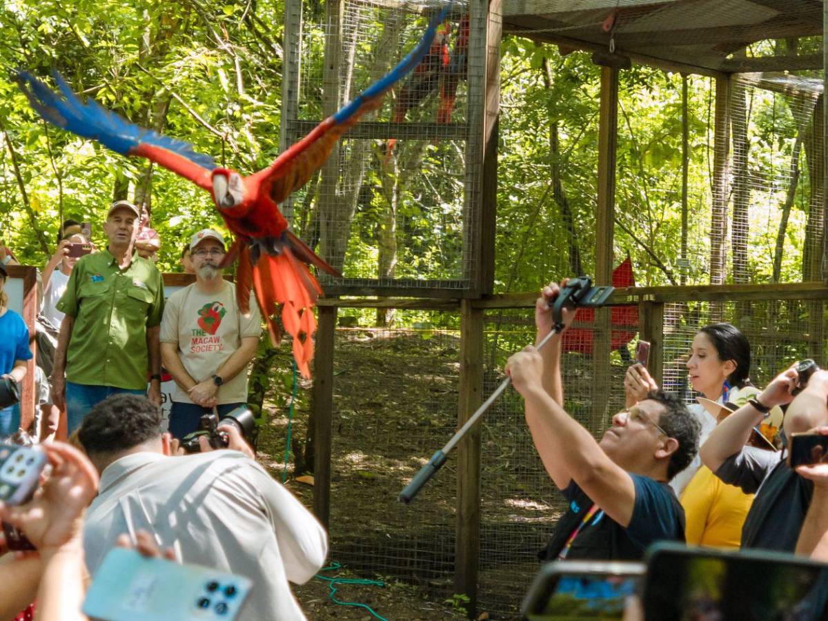 Guacamayas rojas volverán a conquistar el cielo de Copán Ruinas