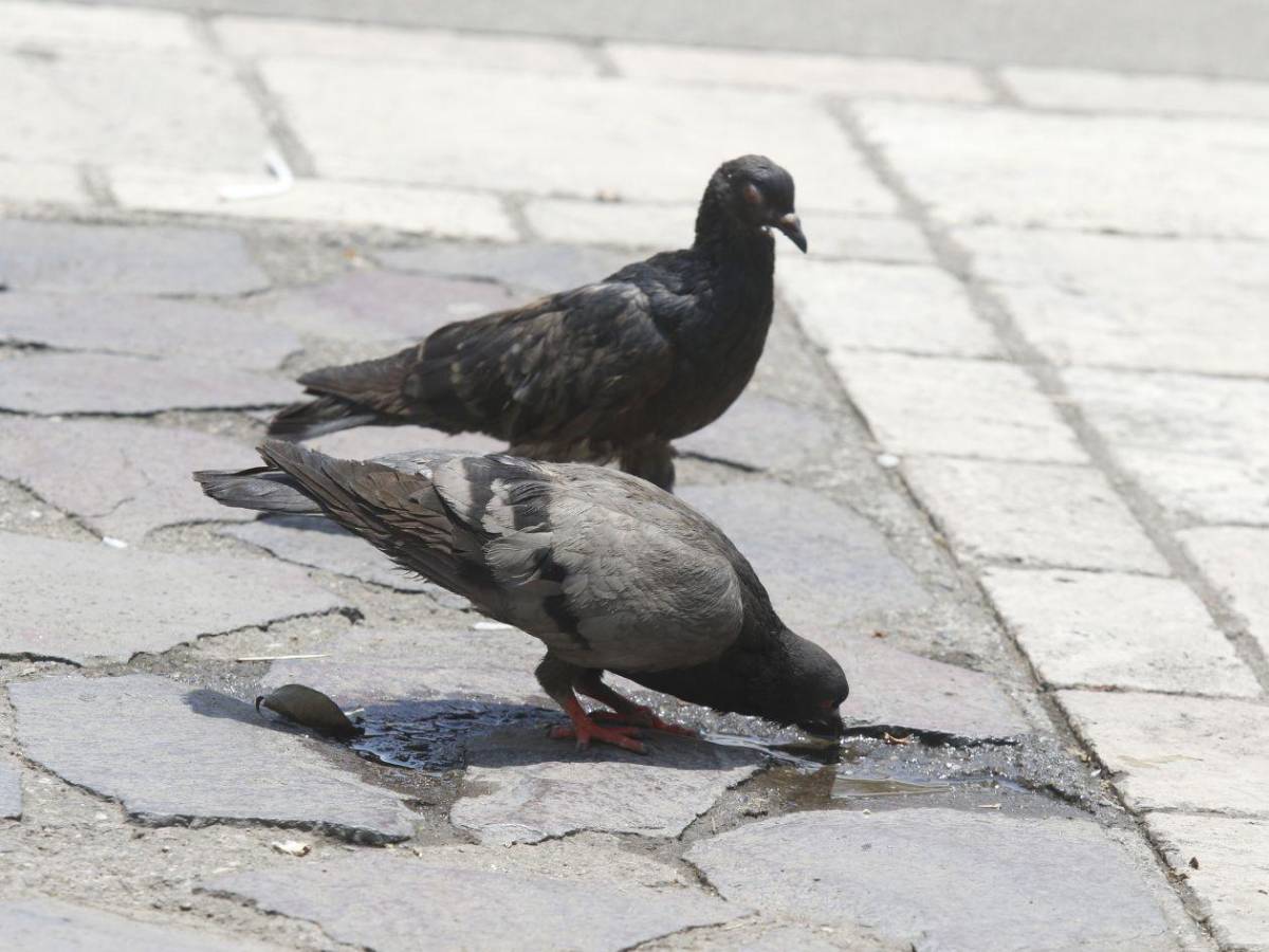 No espere a tener sed: El error diario que podría causarle un golpe de calor