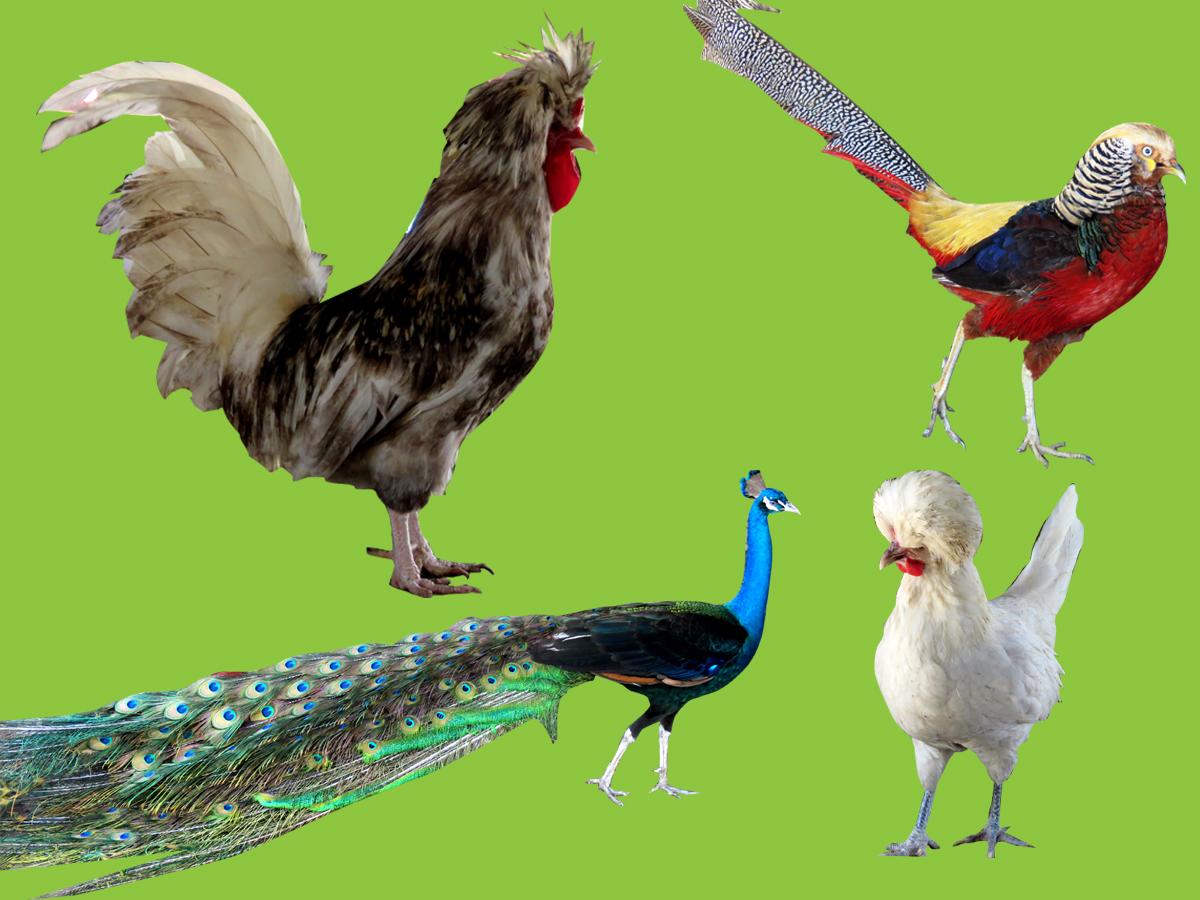 Hay mucho por descubrir en Fincas Las Glorias, seguramente aprenderás y conocerás muchas especies, como las gallinas y pavos.