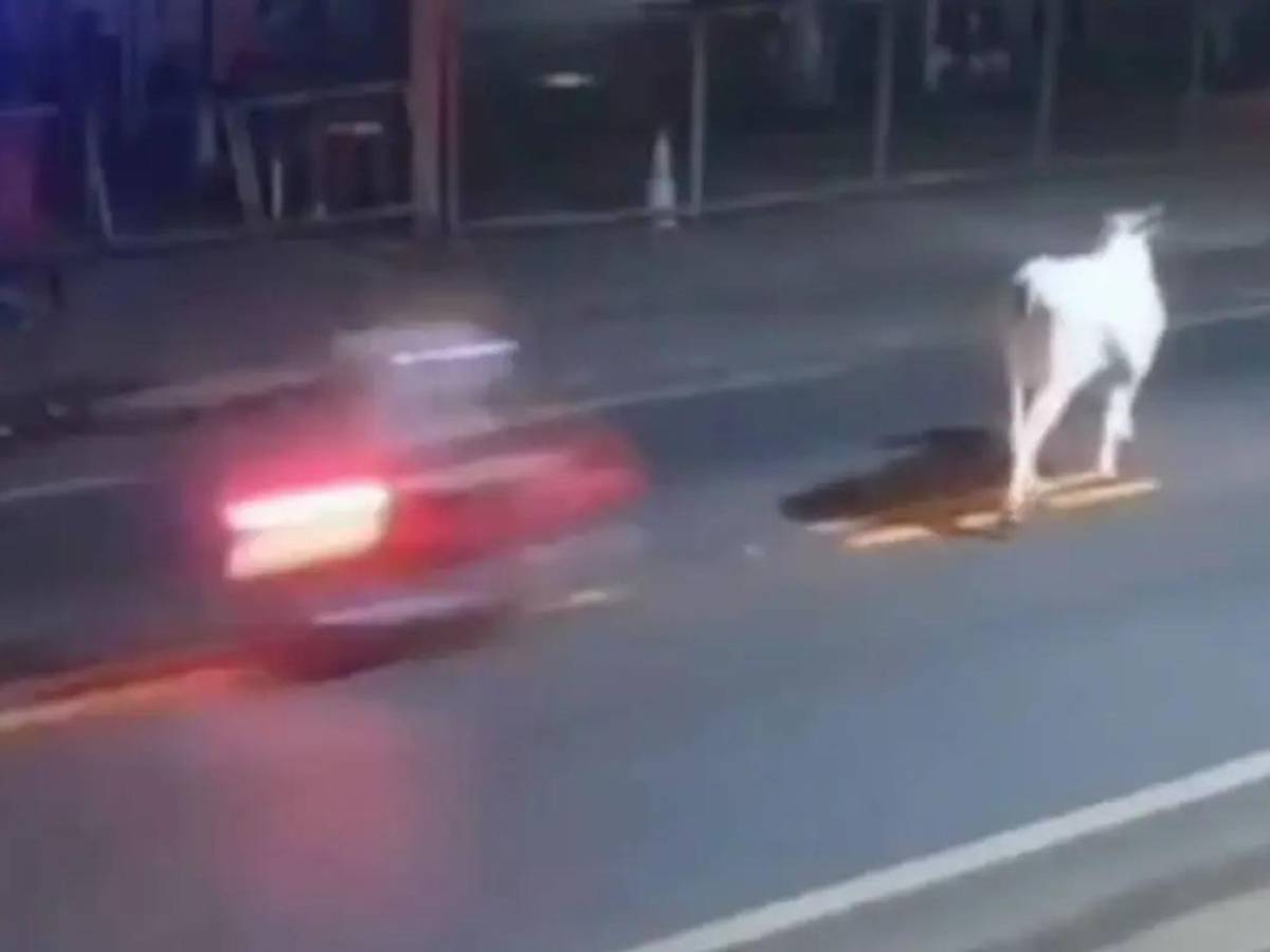 Futbolista muere en terrible accidente con una vaca: venía de festejar el cumpleaños de su papá