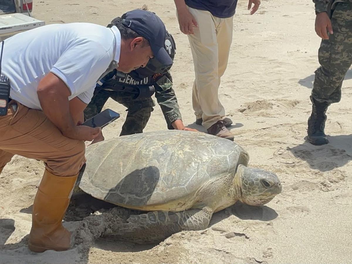 Liberan tortuga marina decomisada a hondureño que la llevaba oculta en Colón