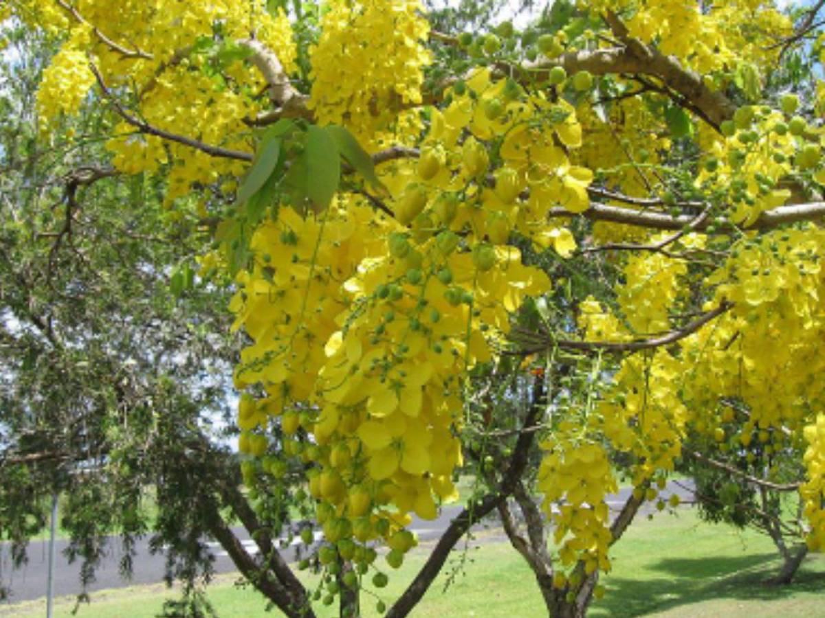 La Tierra se sacude: Inicia equinoccio de primavera y estos son los cambios que verás