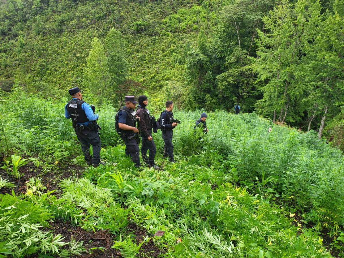 Hallan 224,000 plantas de marihuana y 135,000 arbustos de coca