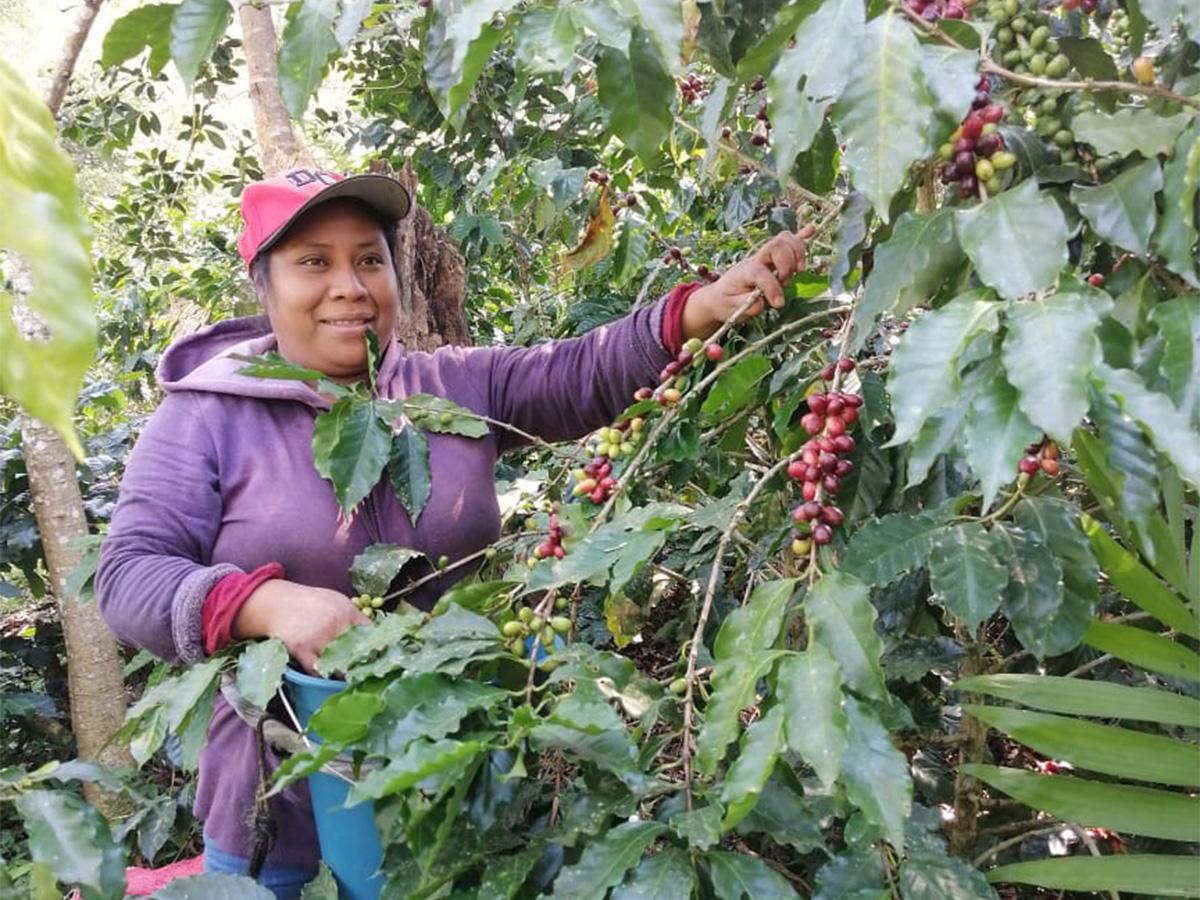 Se potenciará la innovación productiva y de procesamiento para la comercialización de cafés especiales
