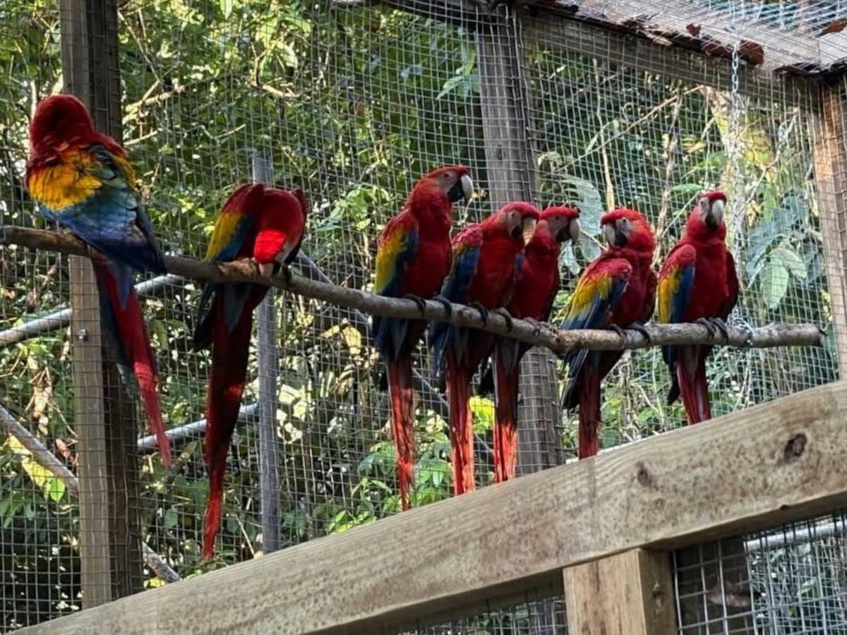 Del huevo al vuelo: el viaje de la guacamaya roja hacia la libertad
