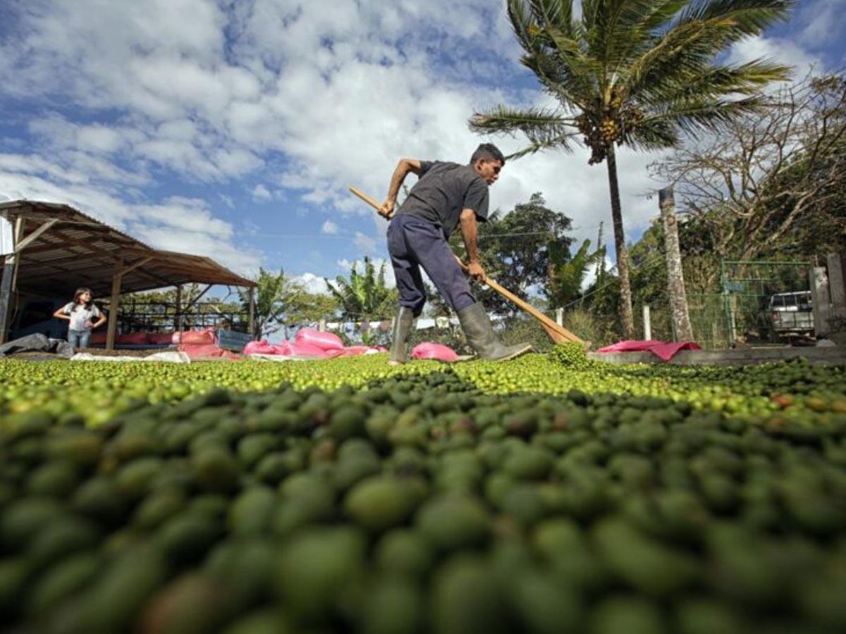 Ingresos por exportación de café hondureño suben 74%