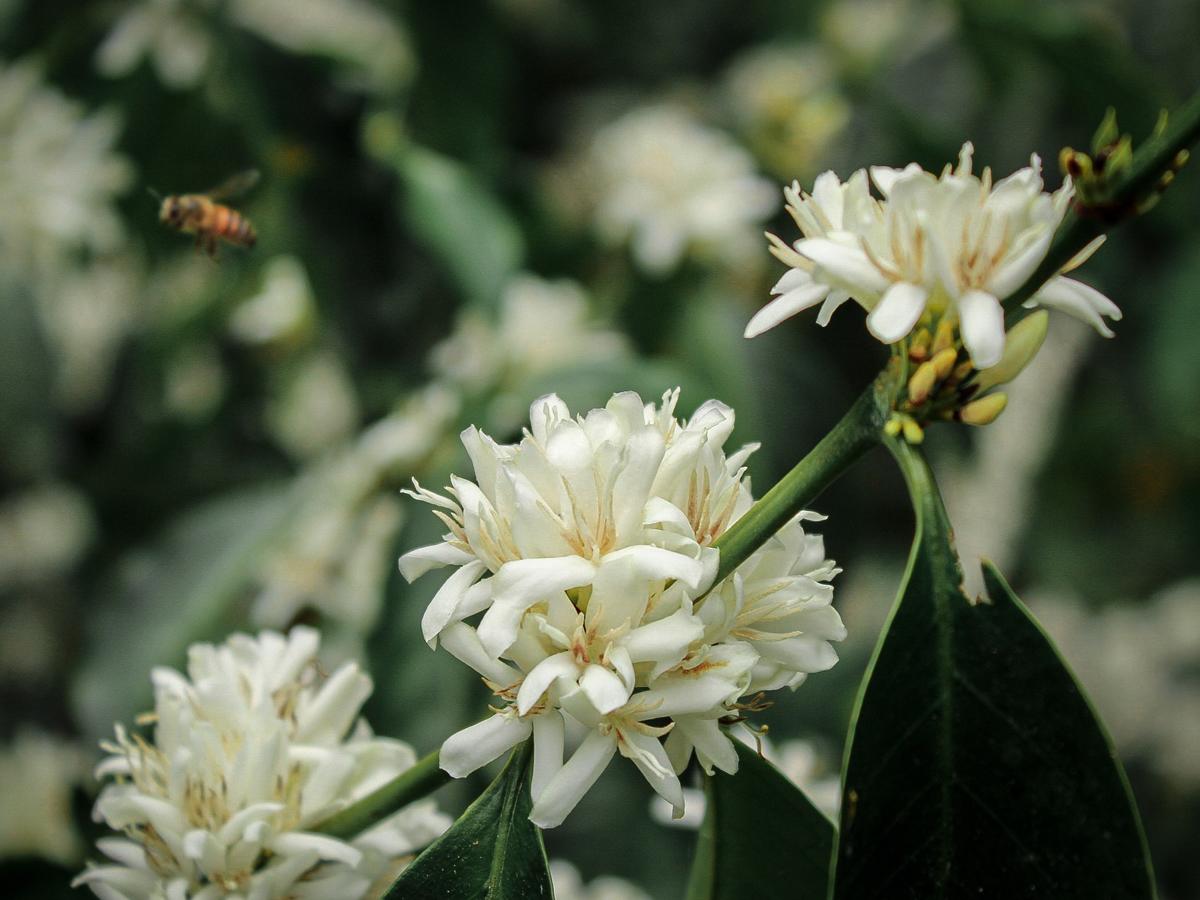 ¿Por qué las abejas son esenciales en los cultivos de café?