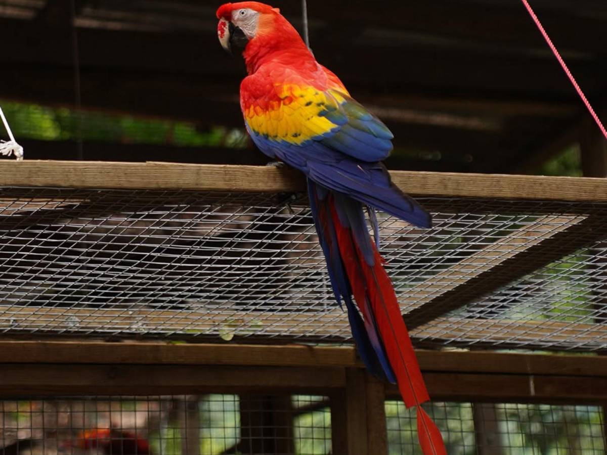 Del huevo al vuelo: el viaje de la guacamaya roja hacia la libertad