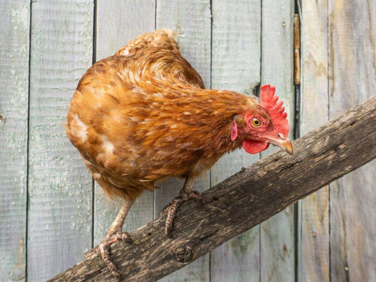 ¿Puedo comer pollo y huevos? Las 15 preguntas y respuestas sobre la gripe aviar