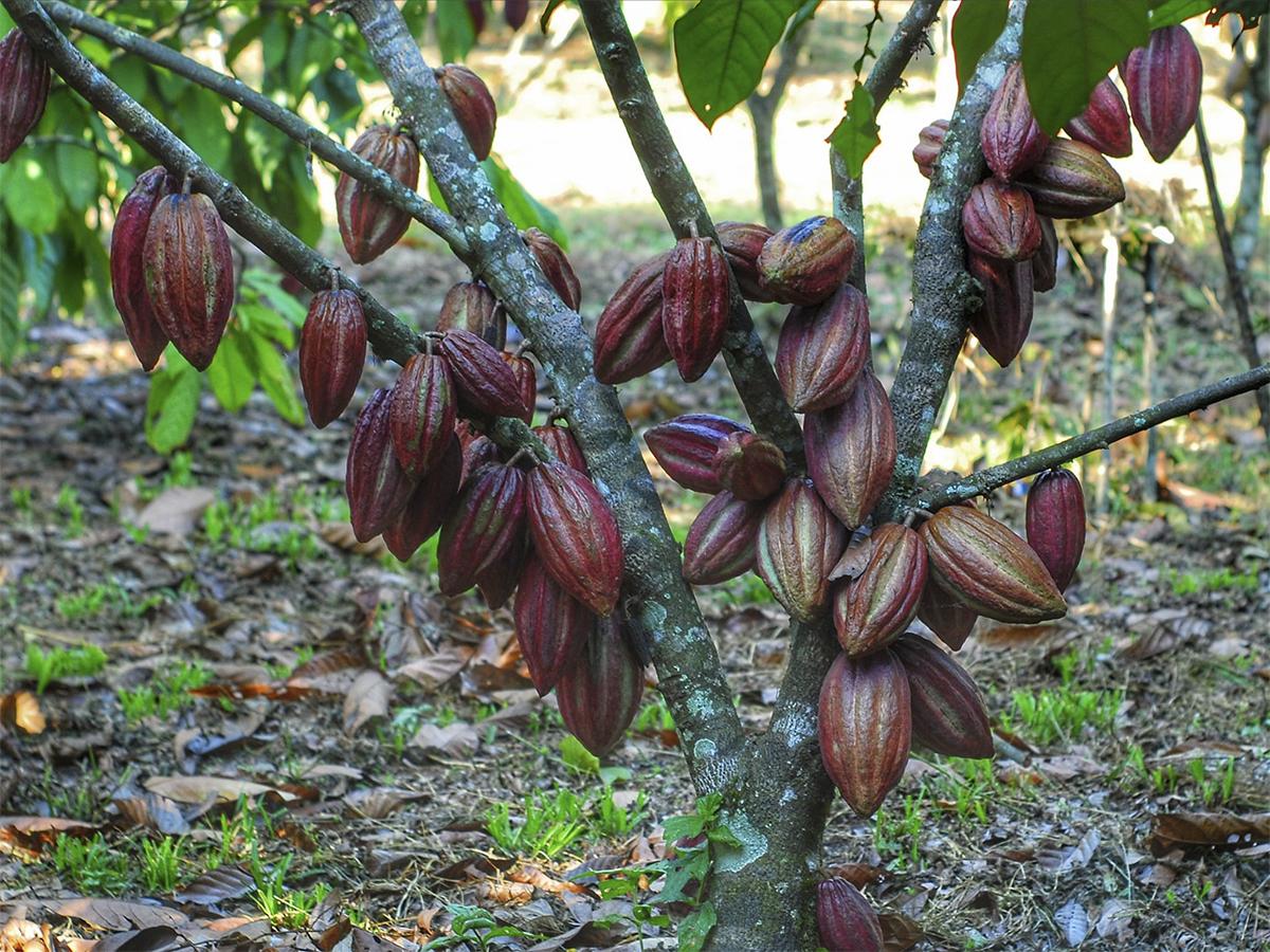 Una cosecha sostenible en Ecofinca Luna del Puente, descubre el proceso de recolección de granos de café y cacao en medio de un entorno natural único en Honduras.