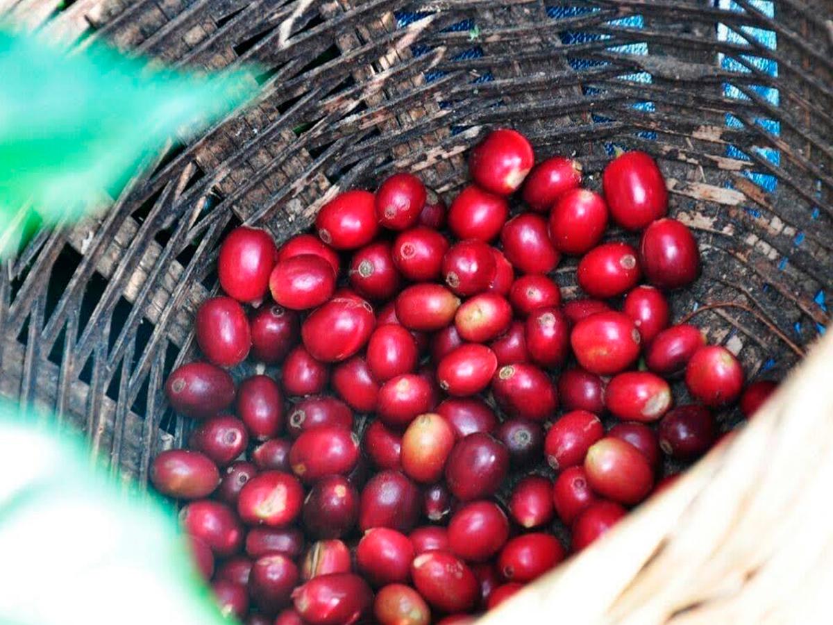 Los granos de café frescos y seleccionados de la Finca Cafetalera Capucas, un verdadero tesoro cultivado con dedicación y cuidado para ofrecer una experiencia única.