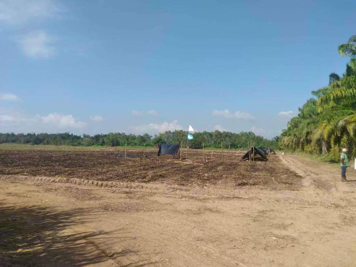 Plantaciones de caña de azúcar en el departamento de Yoro siguen bajo el control de usurpadores de tierras.
