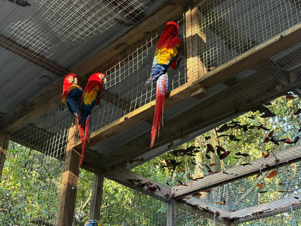 Llevan 16 guacamayas a la cuenca del río Cangrejal para ser liberadas