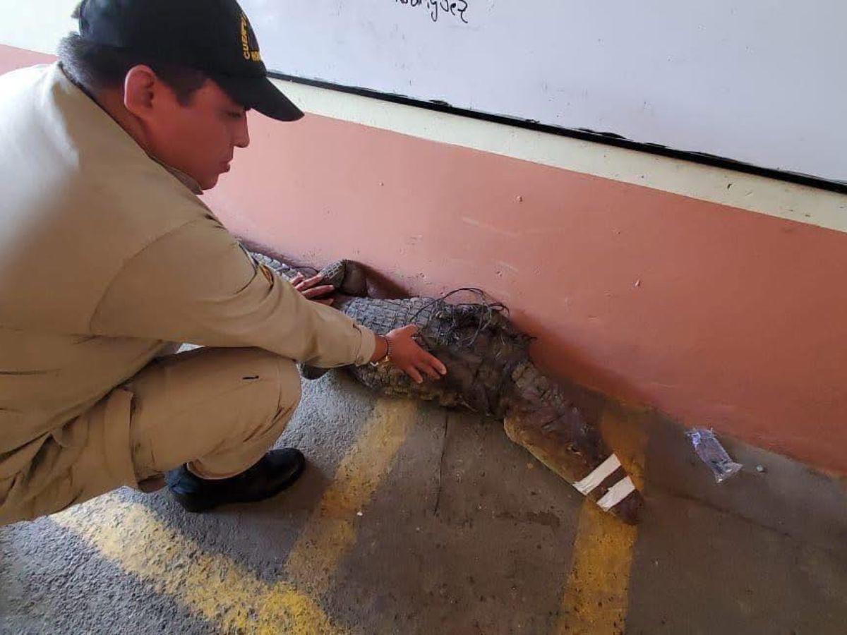 Capturan cocodrilo de casi dos metros en zona escolar de La Ceiba