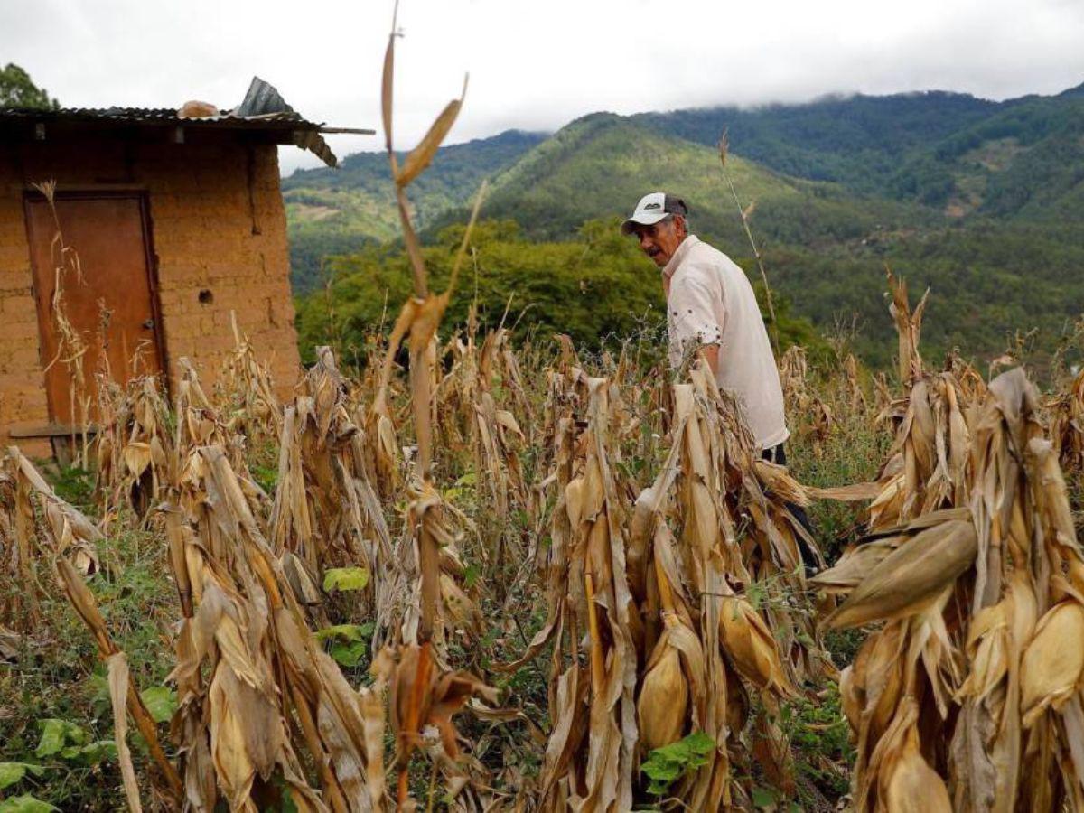 ONU: Un 49.9% de los hondureños está en inseguridad alimentaria