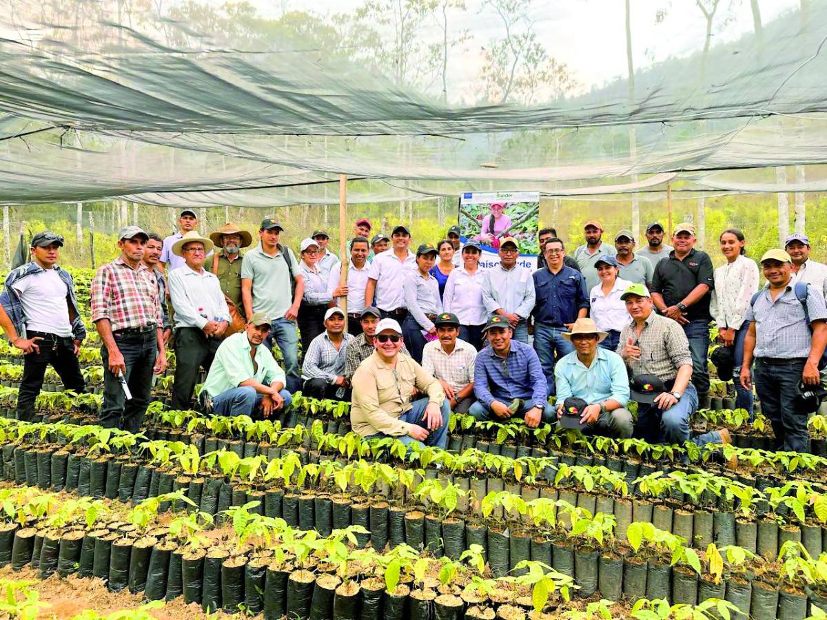 Altos precios animan a más hondureños a cultivar cacao