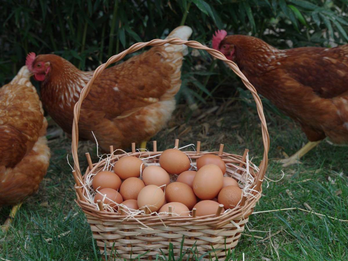 ¿Puedo comer pollo y huevos? Las 15 preguntas y respuestas sobre la gripe aviar
