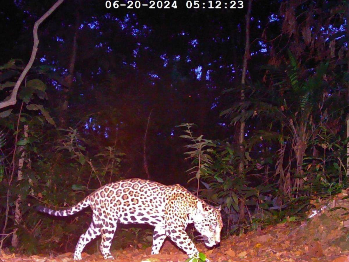 Los felinos y fauna silvestre más fotogénicos de Honduras