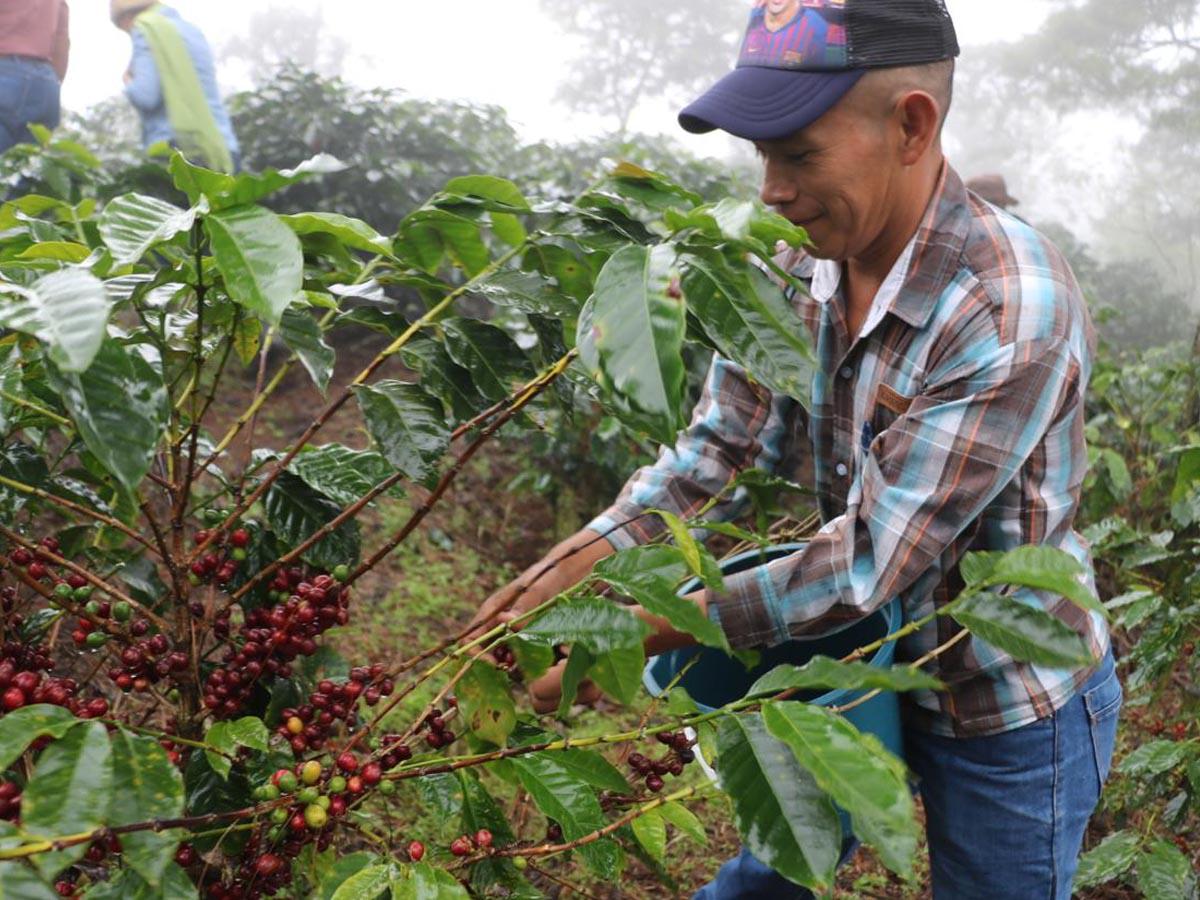 Primeros 46 contenedores de café listos para exportar a China
