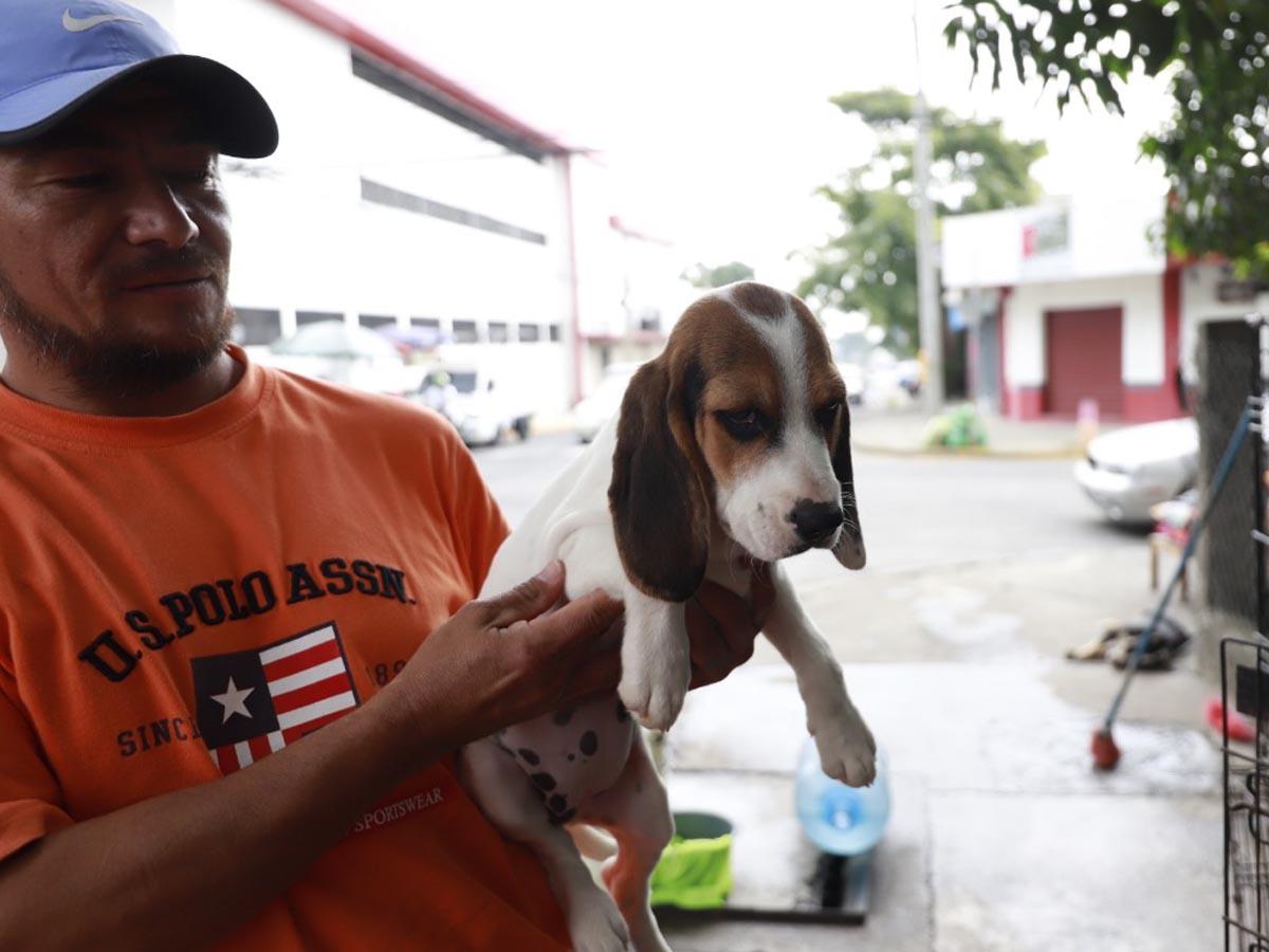 Conozca dónde vacunar a sus perros y gatos gratuitamente