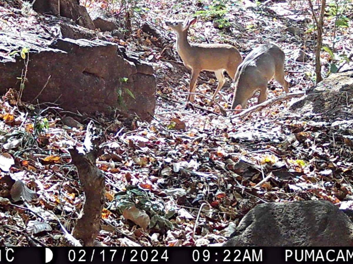 Los felinos y fauna silvestre más fotogénicos de Honduras