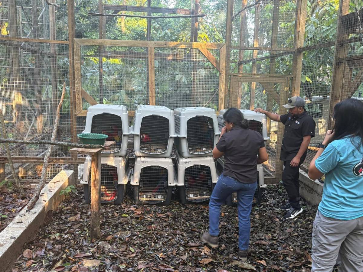 Llevan 16 guacamayas a la cuenca del río Cangrejal para ser liberadas