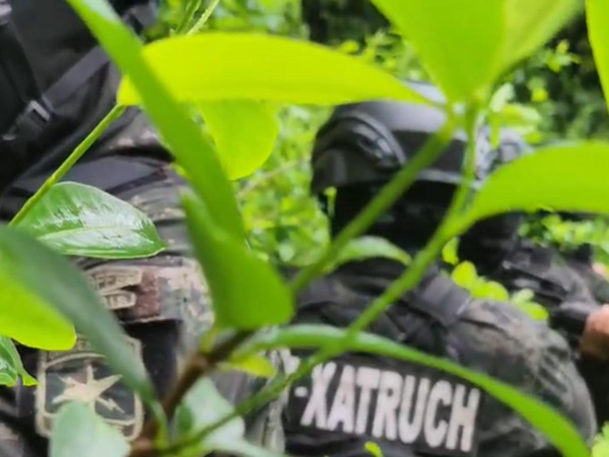 Localizan más de 22,000 arbustos de coca y un“picadero” en Cusuna, Colón