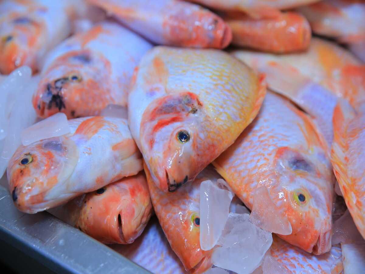 En la Primera Feria Internacional de la Tilapia puede degustar el sabor de la tilapia en la manera que desee.