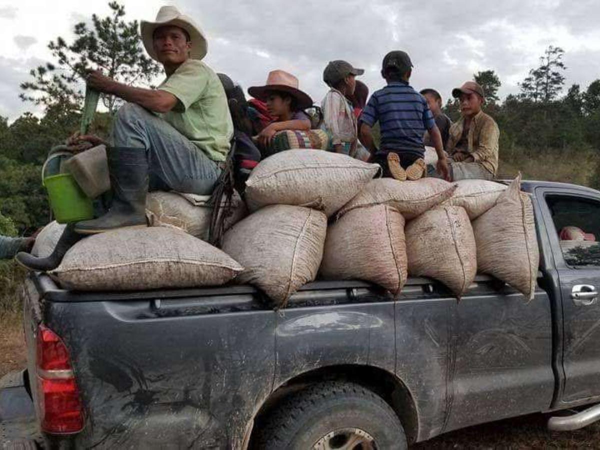 Pese a falta de cortadores de café, prevén aumento en cosecha