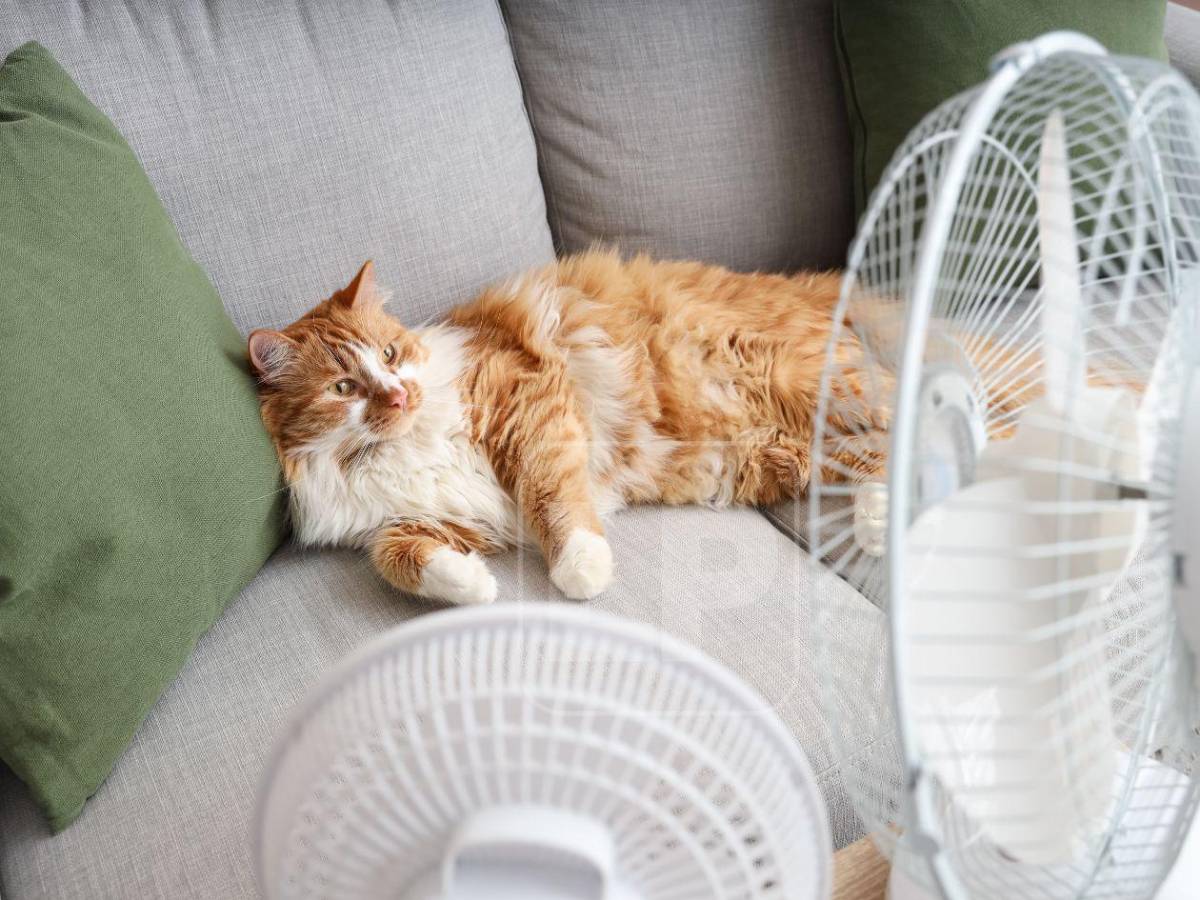 Tome medidas: Temperaturas arriba de 37 grados se prolongarán por El Niño