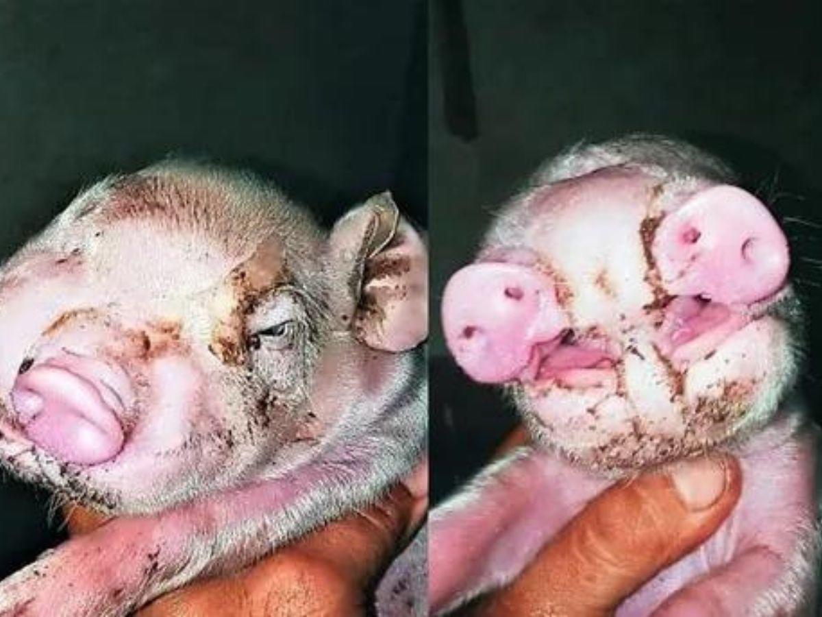 Cerdito con dos hocicos.