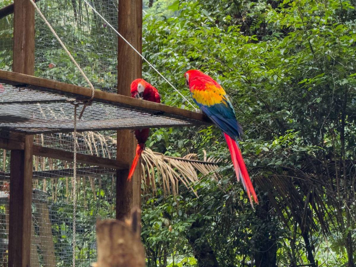 ¡Vuelen alto! Diez hermosas guacamayas vuelven a la vida silvestre en La Ceiba