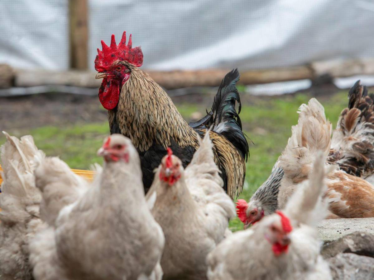 ¿Puedo comer pollo y huevos? Las 15 preguntas y respuestas sobre la gripe aviar