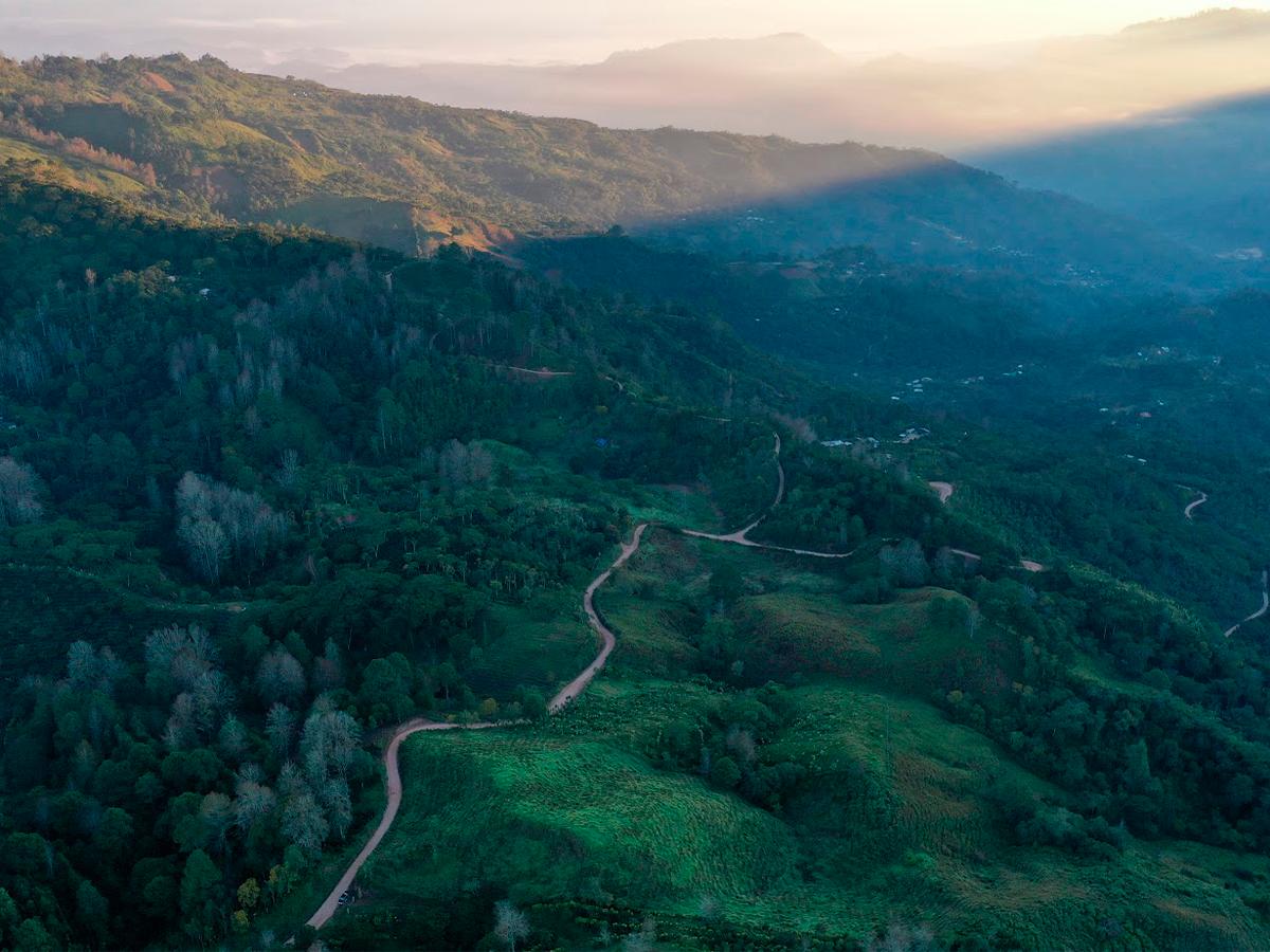 Vista panorámica de los campos de café de la Finca Capucas, donde se fusiona la tradición cafetera con prácticas sostenibles.