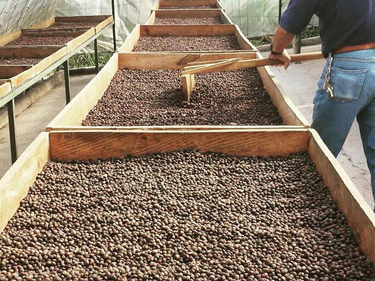 Proceso artesanal de secado del café melado en las secadoras solares de la Finca Seis Valles, preservando los sabores distintivos en cada taza.