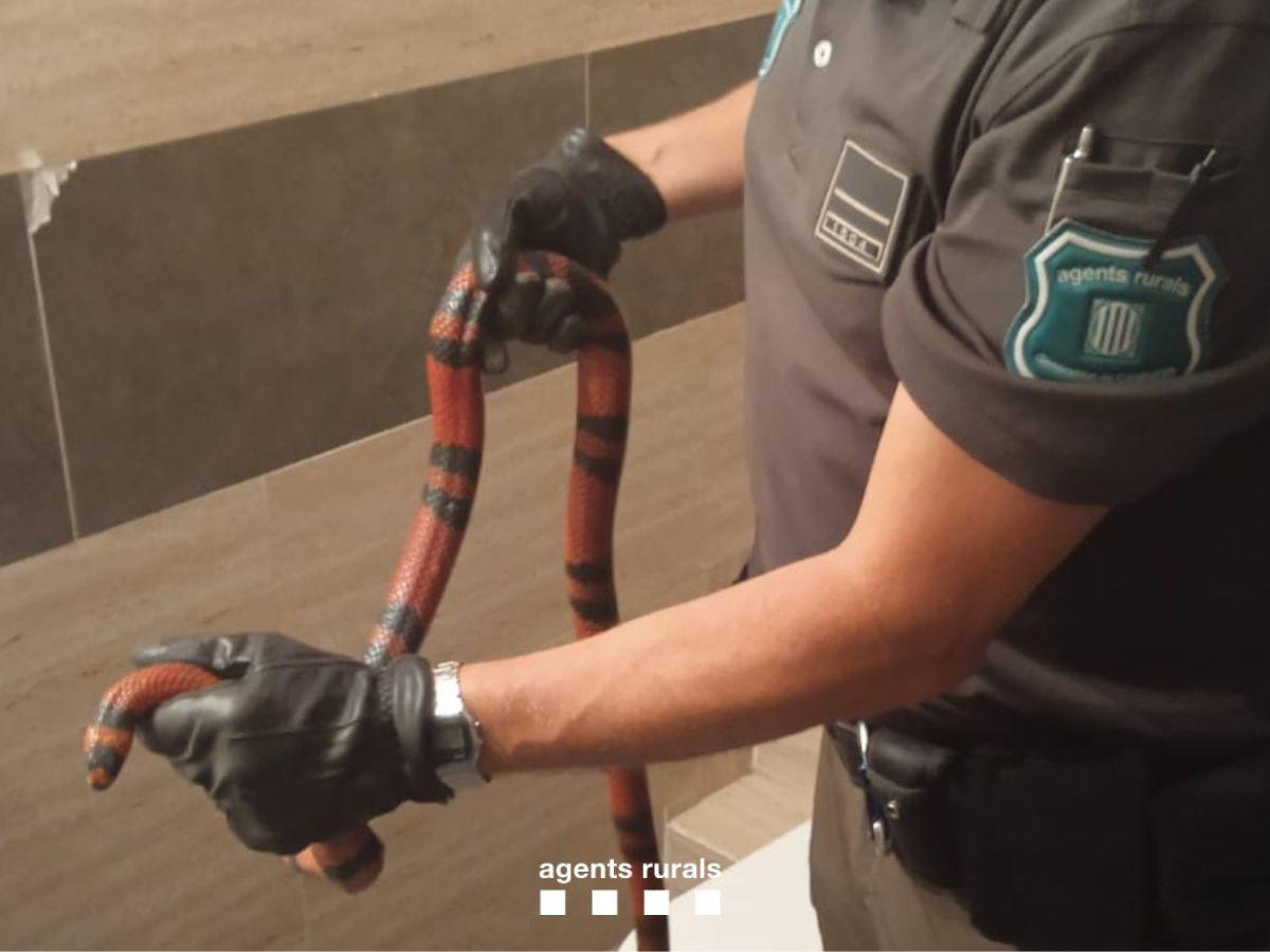 Insólito: Encuentran serpiente hondureña en España