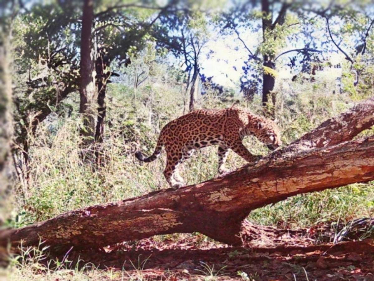 Los felinos y fauna silvestre más fotogénicos de Honduras