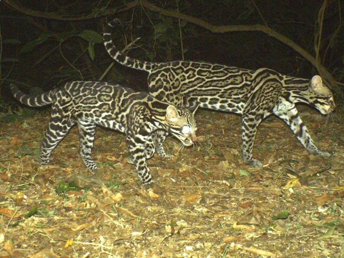 Los felinos y fauna silvestre más fotogénicos de Honduras