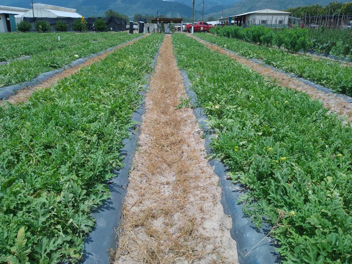 Los principales bioinsumos que se aplican en Honduras para la agricultura son la sandilla, frijol y el maíz.