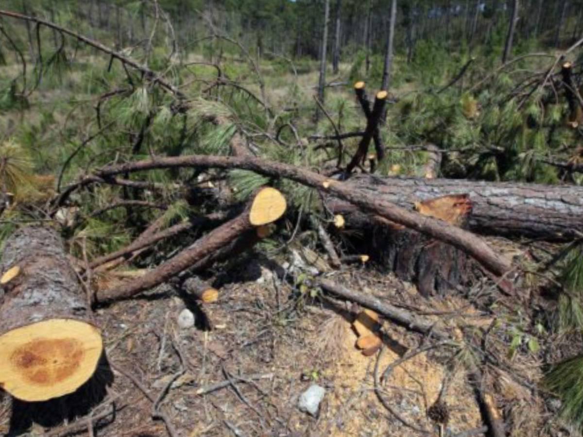 Prevén brote de gorgojo descortezador en bosques de Honduras