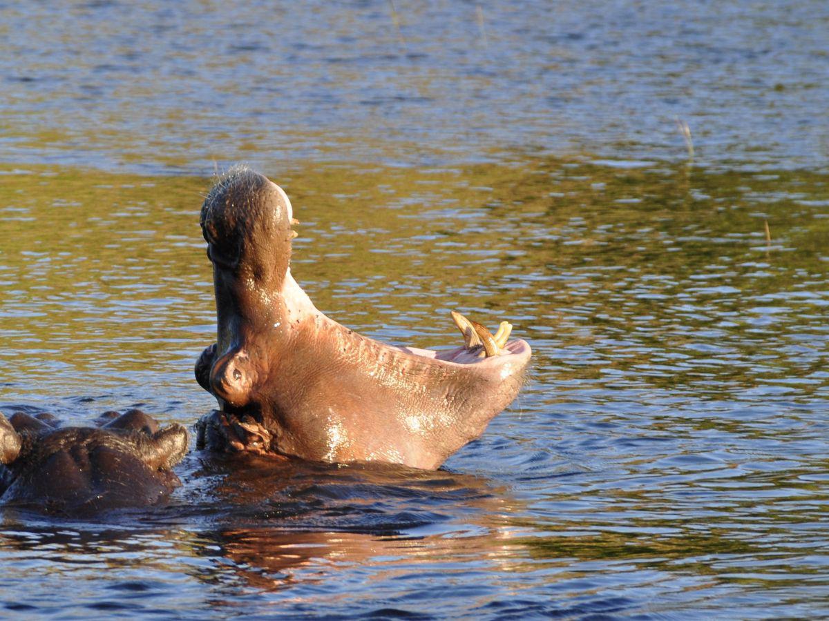 Este será el triste final de los hipopótamos de Pablo Escobar
