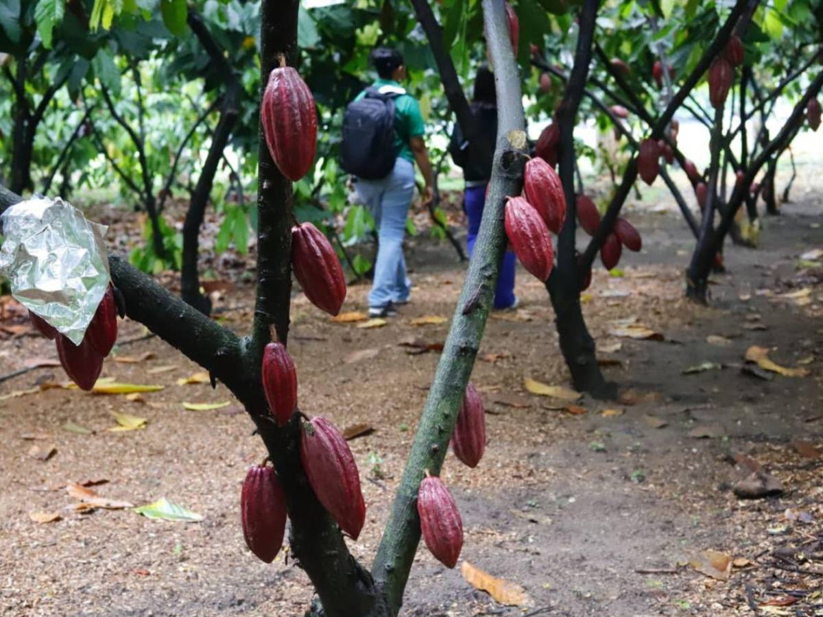 San Pedro Sula tiene su primera Reserva Natural Perpetua